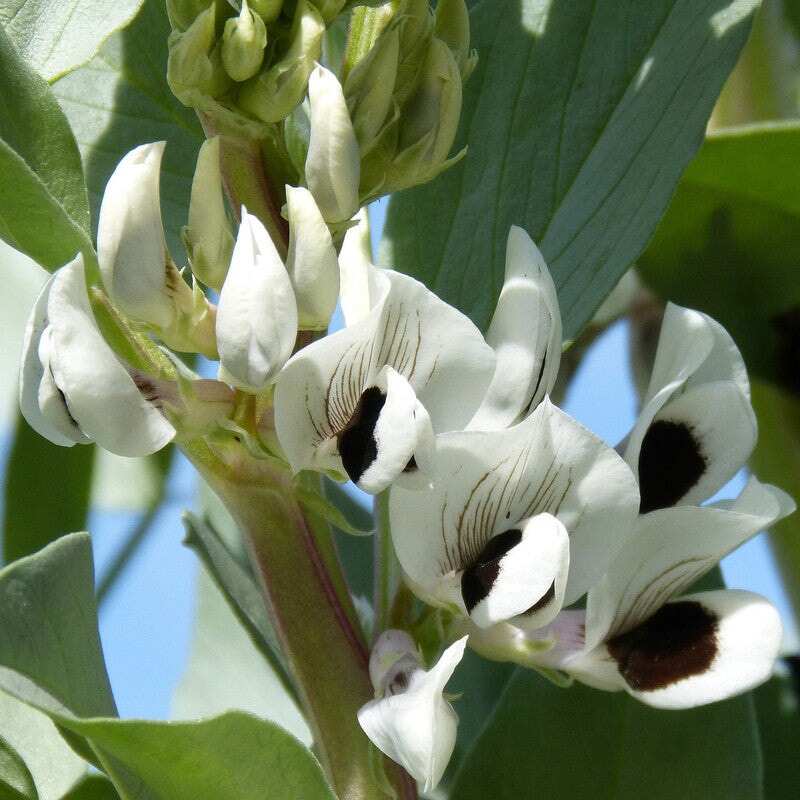 Ackerbohnenhonig - Blütenhonig aus Deutschland Blütenhonig Mishas Honey - Imkerei