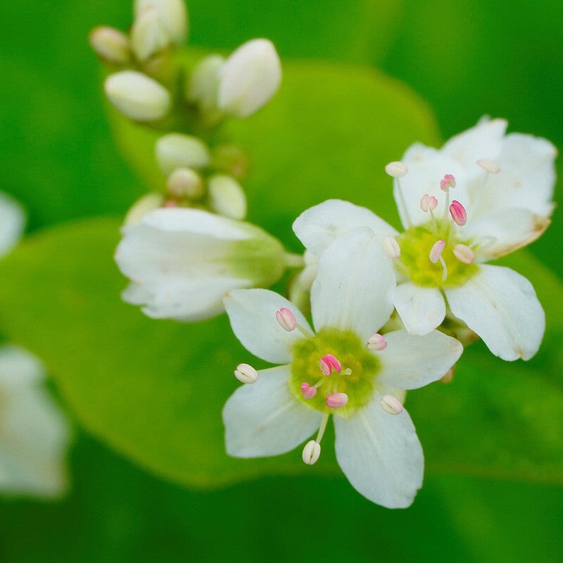 Buchweizenhonig mit Sommerblüte - Blütenhonig aus Deutschland Blütenhonig Mishas Honey - Imkerei