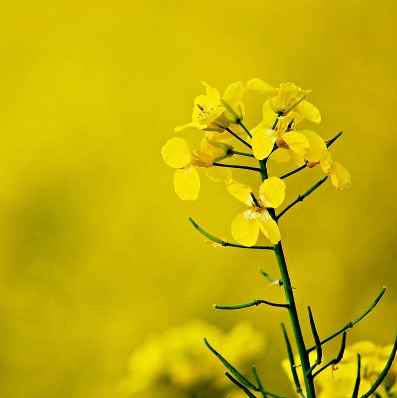 Frühtrachthonig mit Rapsblüten - Blütenhonig aus Deutschland Blütenhonig Mishas Honey - Imkerei