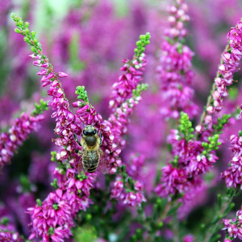 Heidehonig - Blütenhonig aus Deutschland Blütenhonig Mishas Honey - Imkerei