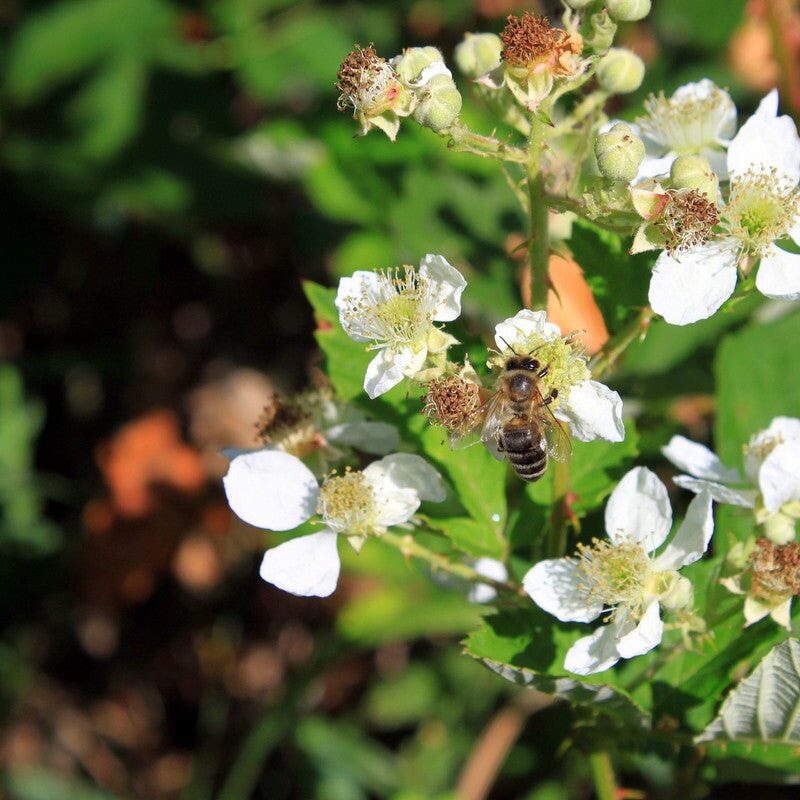 Biene auf Himbeerblüte — Trachtpflanze fuer Himbeerhonig — Mishas Honey Imkerei