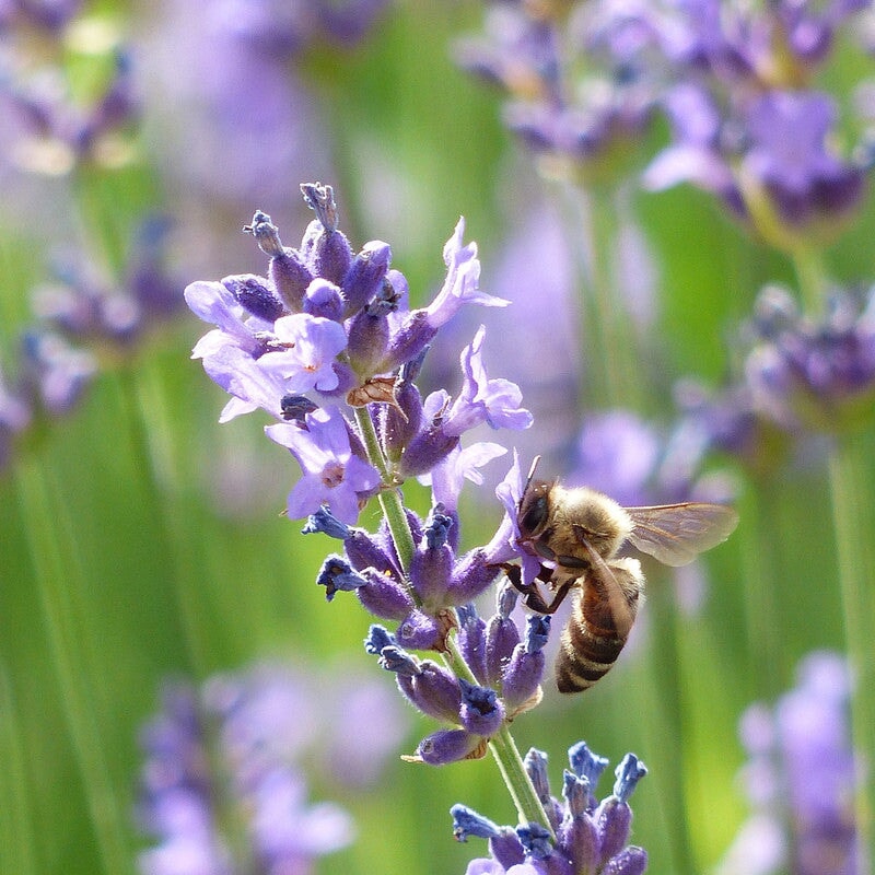 Lavendelhonig - Blütenhonig aus Frankreich Blütenhonig Mishas Honey - Imkerei