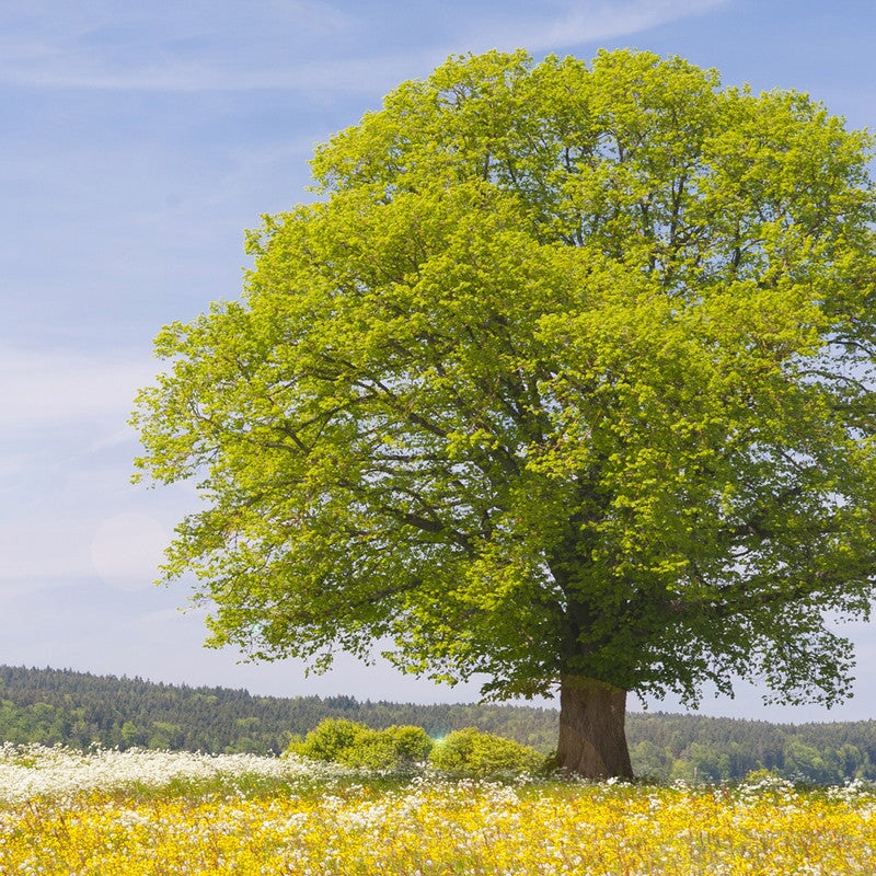 Lindenbaum bluehend im Sommer — Trachtpflanze fuer Lindenhonig — Mishas Honey
