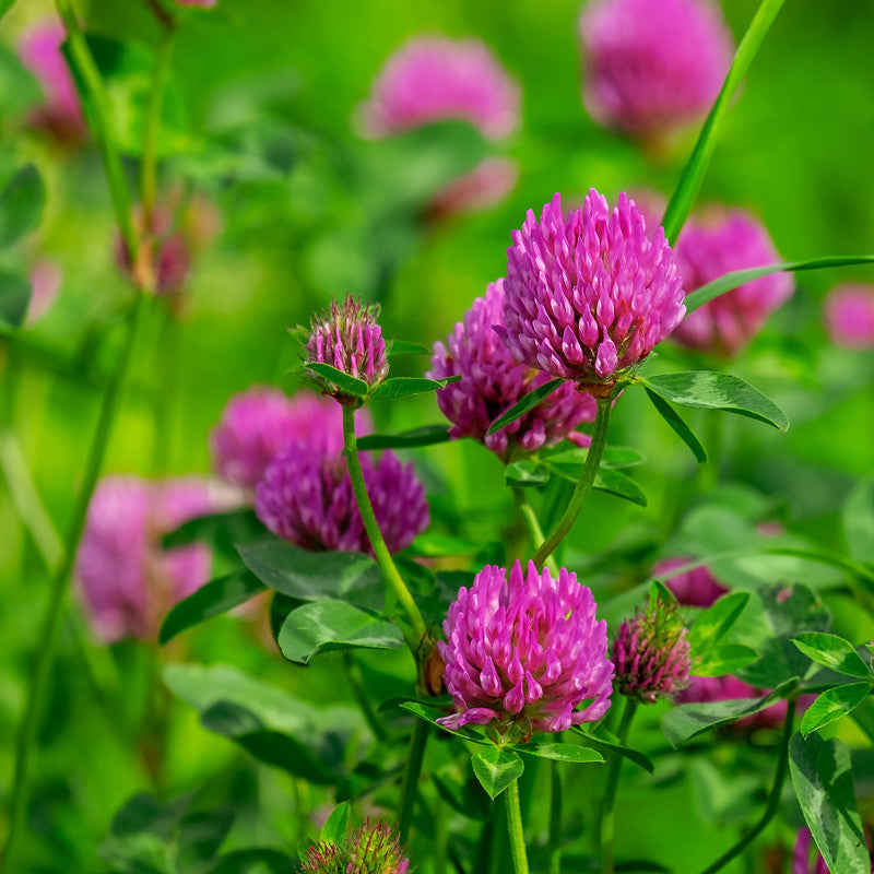 Rotklee bluehend — Wildblumen Trachtpflanze fuer Waldbluetenhonig — Mishas Honey Imkerei