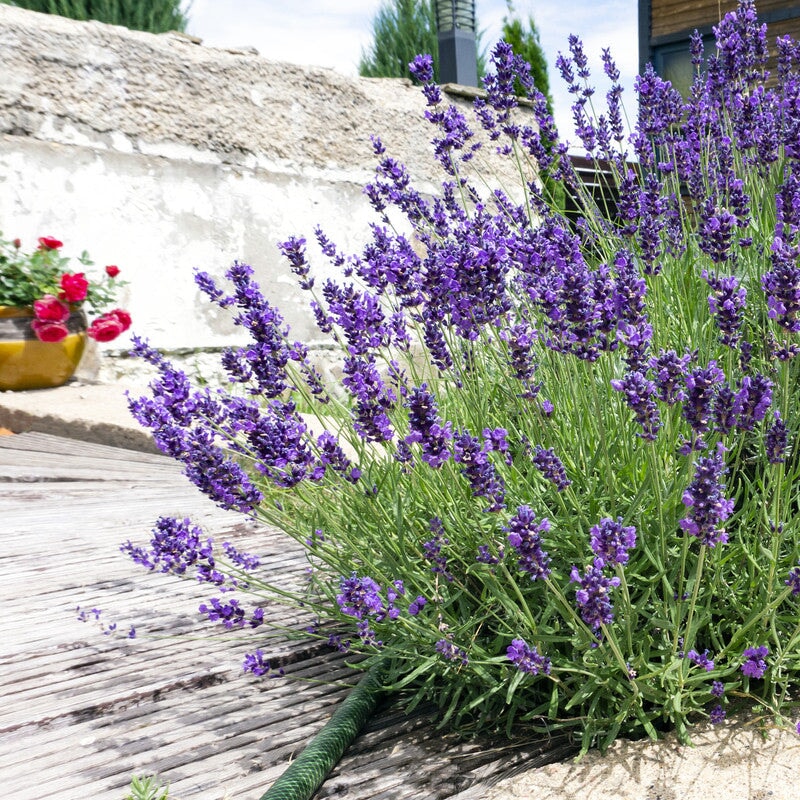 Lavendelhonig aus der Provence — warum er so besonders ist