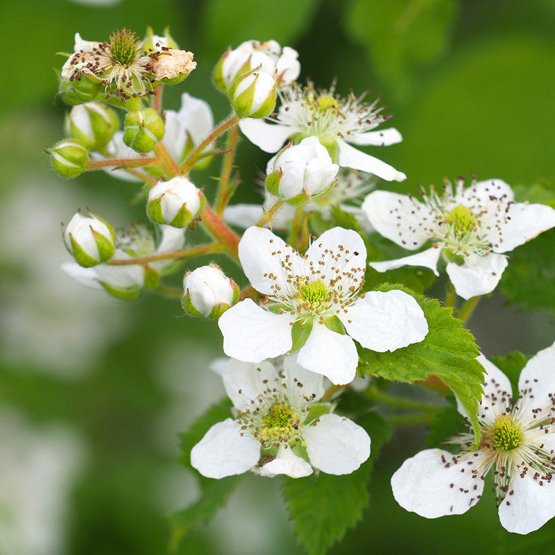 Brombeerbluete weiss bluehend — Trachtpflanze fuer Waldbluetenhonig — Mishas Honey Imkerei