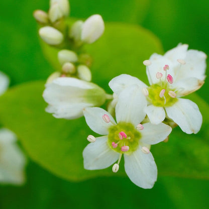 Buchweizenhonig mit Sommerblüte - Blütenhonig aus Deutschland Blütenhonig Mishas Honey - Imkerei 