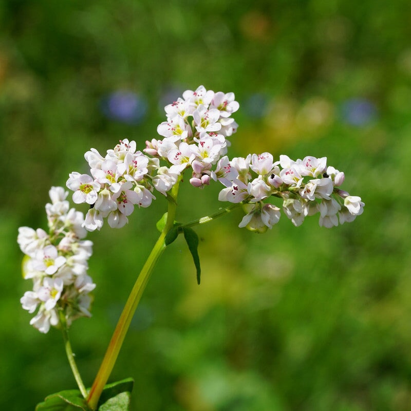 Buchweizenhonig mit Sommerblüte - Blütenhonig aus Deutschland Blütenhonig Mishas Honey - Imkerei 