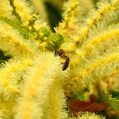 Edelkastanienbluete gelb — Trachtpflanze fuer Kastanienhonig Italien — Mishas Honey Imkerei
