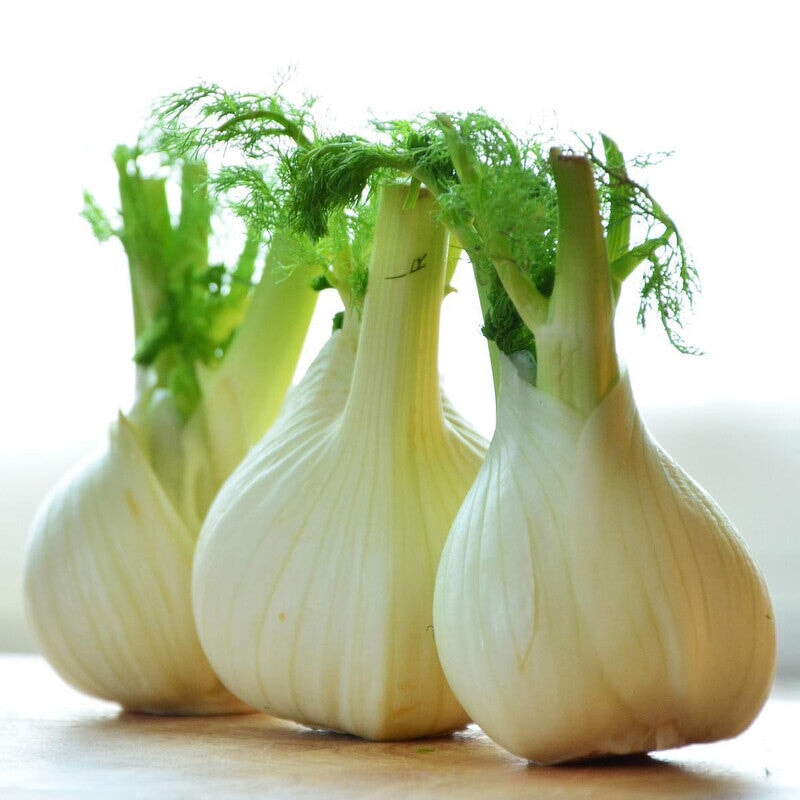 Fenchelknolle frisch — Fenchel als Gemuese und Trachtpflanze fuer Fenchelhonig — Mishas Honey