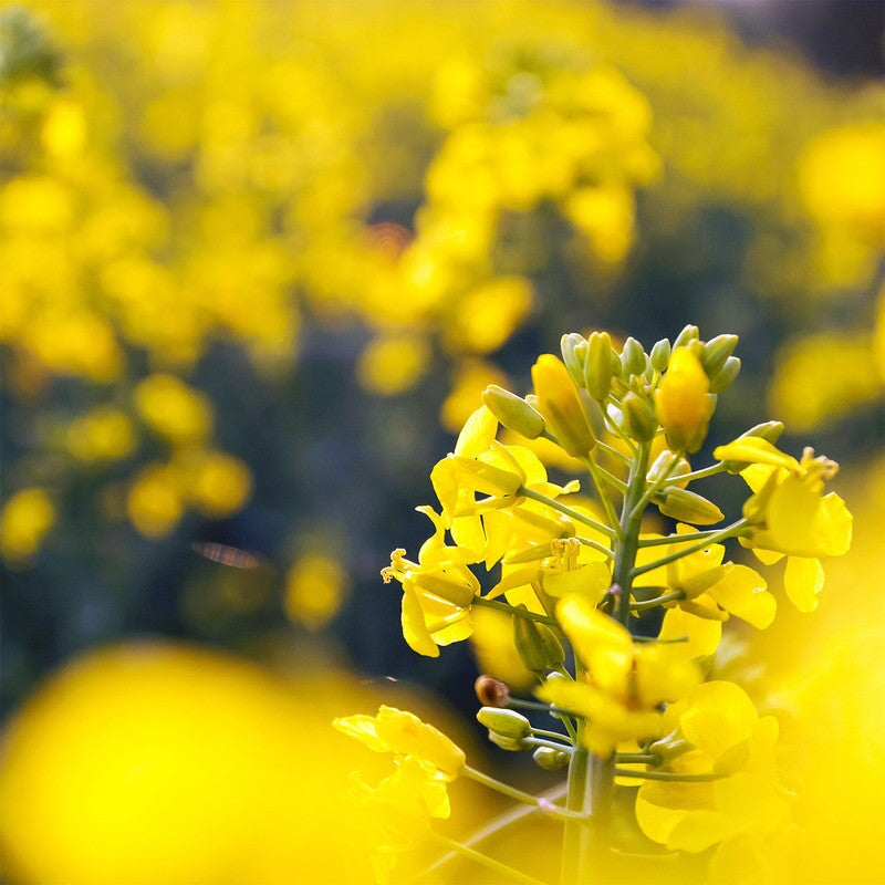 Frühtrachthonig mit Rapsblüten - Blütenhonig aus Deutschland Blütenhonig Mishas Honey - Imkerei 