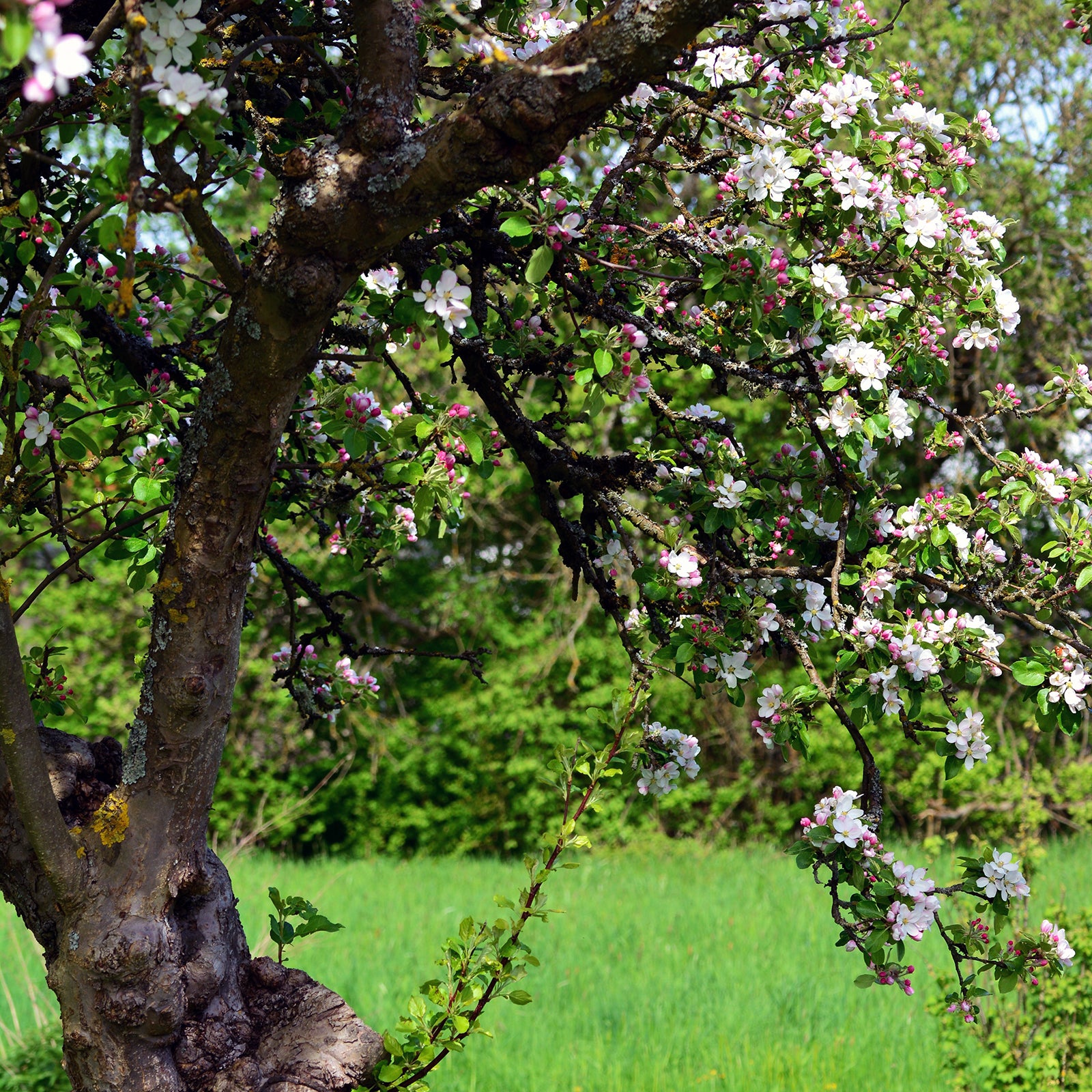 Kirschblueten weiss Fruehling — Trachtpflanze fuer Fruehtrachthonig — Mishas Honey Imkerei