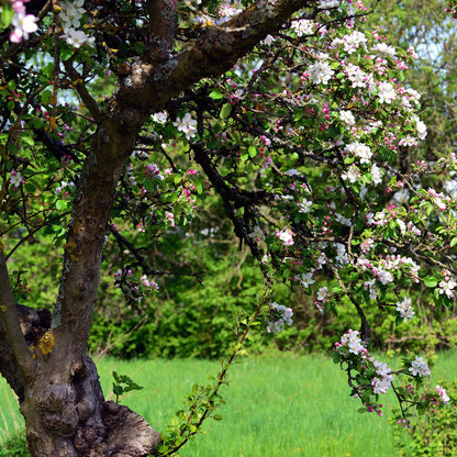 Kirschblueten weiss Fruehling — Trachtpflanze fuer Fruehtrachthonig — Mishas Honey Imkerei