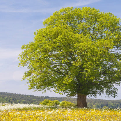 Lindenbaum bluehend im Sommer — Trachtpflanze fuer Lindenhonig — Mishas Honey
