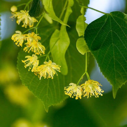 Lindenblüten gelb bluehend — Trachtpflanze fuer Lindenhonig — Mishas Honey