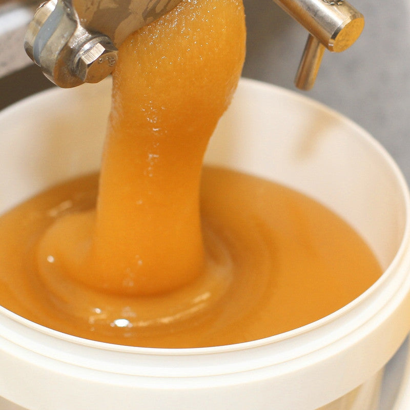 Löwenzahnwiese Frühling gelb — Trachtpflanze Löwenzahnhonig — Mishas Honey