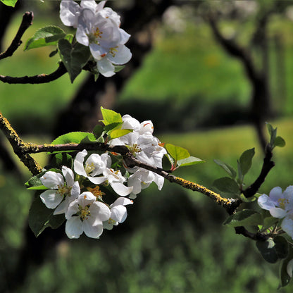 Obstblueten weiss Fruehling — Trachtpflanze fuer Fruehtrachthonig — Mishas Honey Imkerei