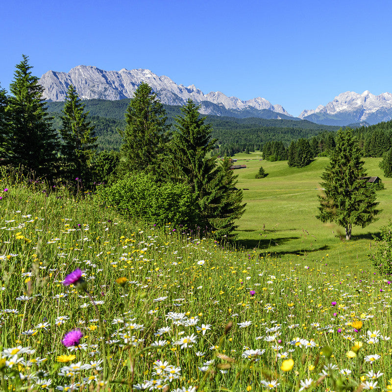 Sommerwiese mit Alpenblumen und Bergen — Trachtpflanzen fuer Sommertrachthonig — Mishas Honey