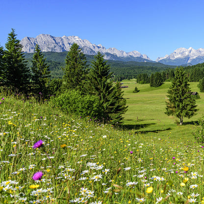 Sommerwiese mit Alpenblumen und Bergen — Trachtpflanzen fuer Sommertrachthonig — Mishas Honey