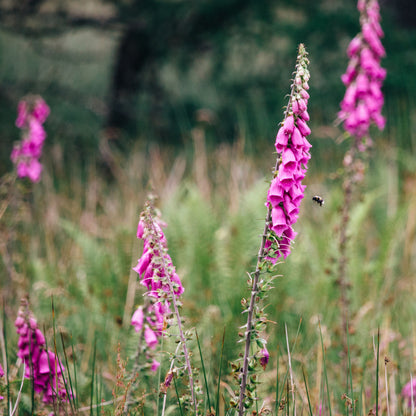 Wiesenblumen Sommer Fingerhut — Trachtpflanzen fuer Sommertrachthonig — Mishas Honey Imkerei
