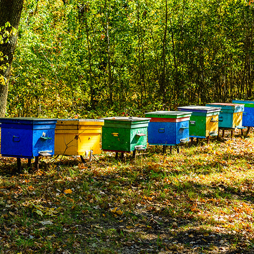 Bienenvoelker im Schwarzwald — Imkerei Mishas Honey — Weisstannenhonig Herkunft