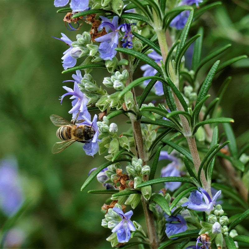 Rosmarinbluete mit Biene — Trachtpflanze fuer Rosmarinhonig Spanien — Mishas Honey Imkerei