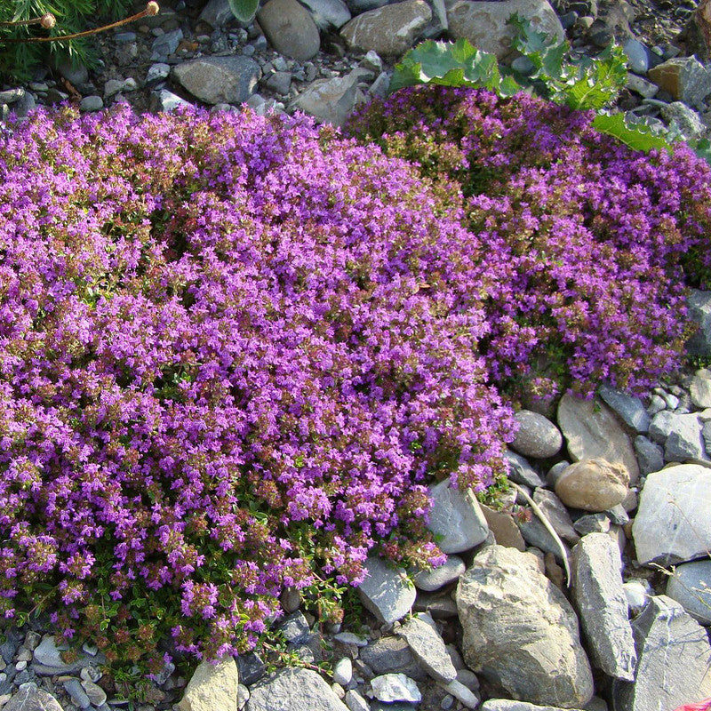Thymianfeld Neuseeland lila — Trachtpflanze fuer Thymianhonig — Mishas Honey Imkerei