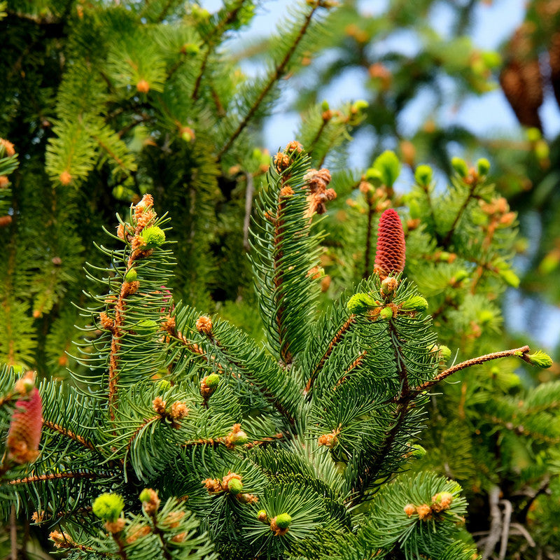 Weisstanne Schwarzwald Zweig mit Zapfen — Trachtpflanze fuer Weisstannenhonig — Mishas Honey